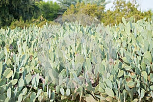 Cactuses captured in the park