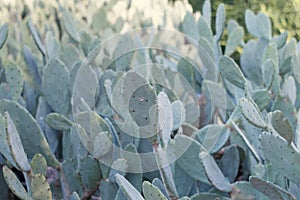 Cactuses captured in a public park