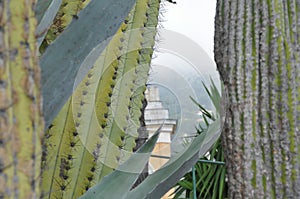 Cactuses close up view