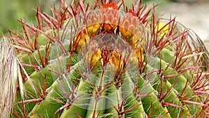 Cactuses closeup in natural conditions Ken burns effect