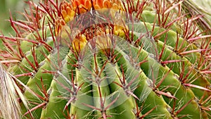 Cactuses closeup in natural conditions Ken burns effect