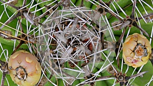 Cactuses closeup in natural conditions Ken burns effect