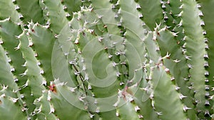 Cactuses closeup in natural conditions Ken burns effect