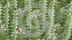 Cactuses closeup in natural conditions Ken burns effect