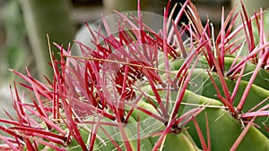 Cactuses closeup in natural conditions Ken burns effect