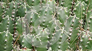 Cactuses closeup in natural conditions Ken burns effect