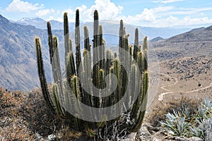 Cactuses in Colca Canyon near Chivay, Peru.