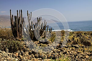 Cactuses Eulychnia iquiquensis and Copiapoa tenebrosa at coastline of Atacama desert near Pan de Azucar, Chile photo