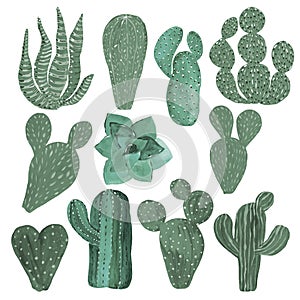 Cactuses hand-painted illustration on white background Exotic desert plant. Inroom plant for home decor