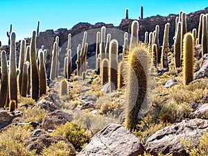Cactuses on Incahuasi Island in Salar de Uyuni