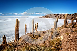 Cactuses in Incahuasi island, Salar de Uyuni salt flat, Potosi Bolivia