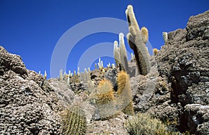 Cactuses on Isla del Pescado in the Salar de Uyuni the biggest salt lake in the world