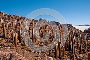 Cactuses on Isla Inca Huasi in Salar De Uyuni