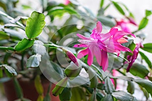 Cactuses known as schlumbergera, blooming succulents for home  and offices