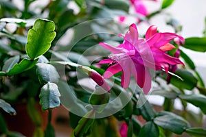 Cactuses known as schlumbergera, blooming succulents for home  and offices