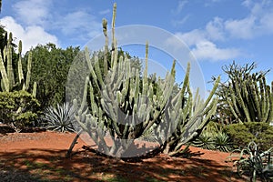 Cactuses in the Koko Crater Botanical Garden