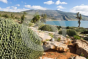 Cactuses at Lake Barrage Bin El Ouidane, Morocco