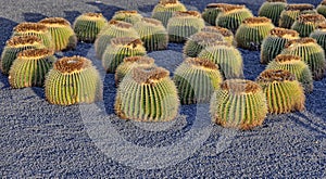 Cactuses in Lanzarote