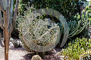 Cactuses in Marrakesh, Morroco, Africa - April 30, 2019: Cactus in Jardin Majorelle