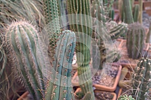 Cactuses in MSU botanical garden, Moscow, Russia. Cactus collection