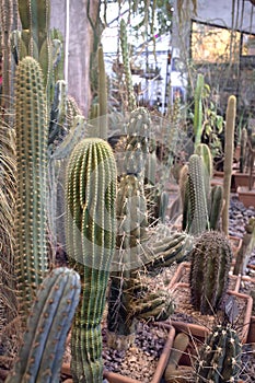 Cactuses in MSU botanical garden, Moscow, Russia. Cactus collection