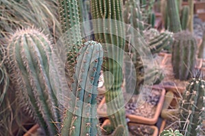 Cactuses in MSU botanical garden, Moscow, Russia. Cactus collection photo