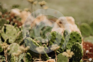 Cactuses Opuntia microdasys angel`s-wings, bunny ears cactus, bunny cactus or polka-dot cactus. growing in garden