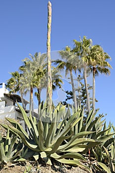 Cactuses and palm trees