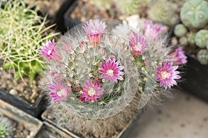 Cactuses pink blooms