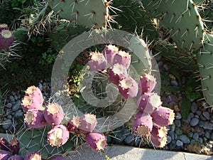 Cactuses with pink buds ready to burst