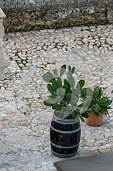 Cactuses in pot and barrel in Matera, Italy