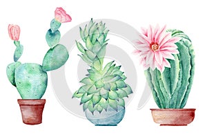 Cactuses in pots hand drawn watercolor raster illustration set