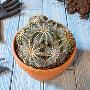 Cactuses in the red ceramic pot, gloves, shovel