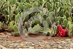 Cactuses With Red Plastic Bag