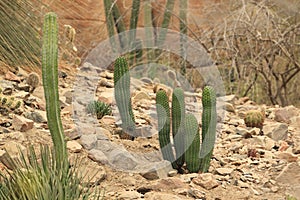 Cactuses in rocky landscape