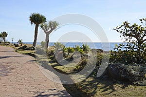 Cactuses in sea promenade