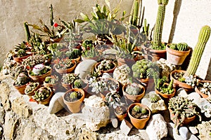 Cactuses' still life