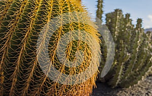 Cactuses in the summer light in Lanzarote island, Spain