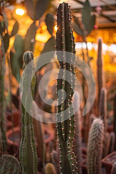 Cactuses with sun in GreenHouse