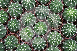 Cactuses Top View