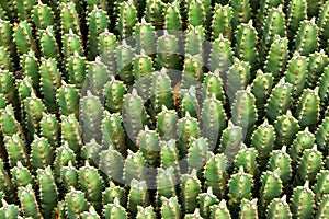 Cactuses top view background