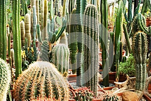 Cactuses of various types in pots in a closed greenhouse