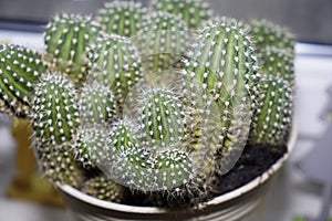 Cactuses on the windowsill in the storage room are frugal