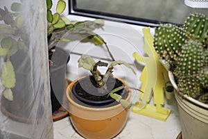 Cactuses on the windowsill in the storage room are frugal