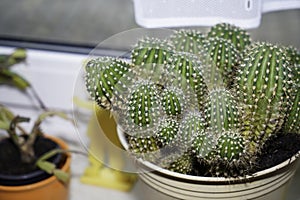 Cactuses on the windowsill in the storage room are frugal