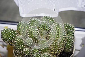 Cactuses on the windowsill in the storage room are frugal