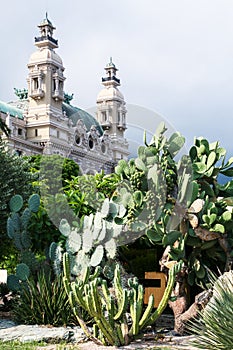 Cactuses y Casino de Monte-Carlo en Monaco photo