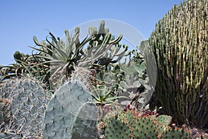 Cactusfield at La Palma, Canary Islands