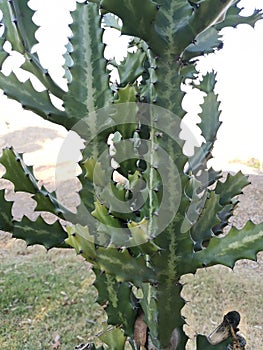 Cactusâ€‹ 01