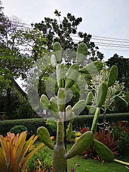 cactusâ€‹ Tree of Thornsâ€‹ inâ€‹ gardenâ€‹ decorationâ€‹